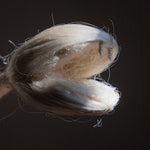 detail of a snake's head as a prehispanic symbol
