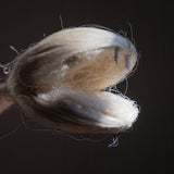 detail of a snake's head as a prehispanic symbol