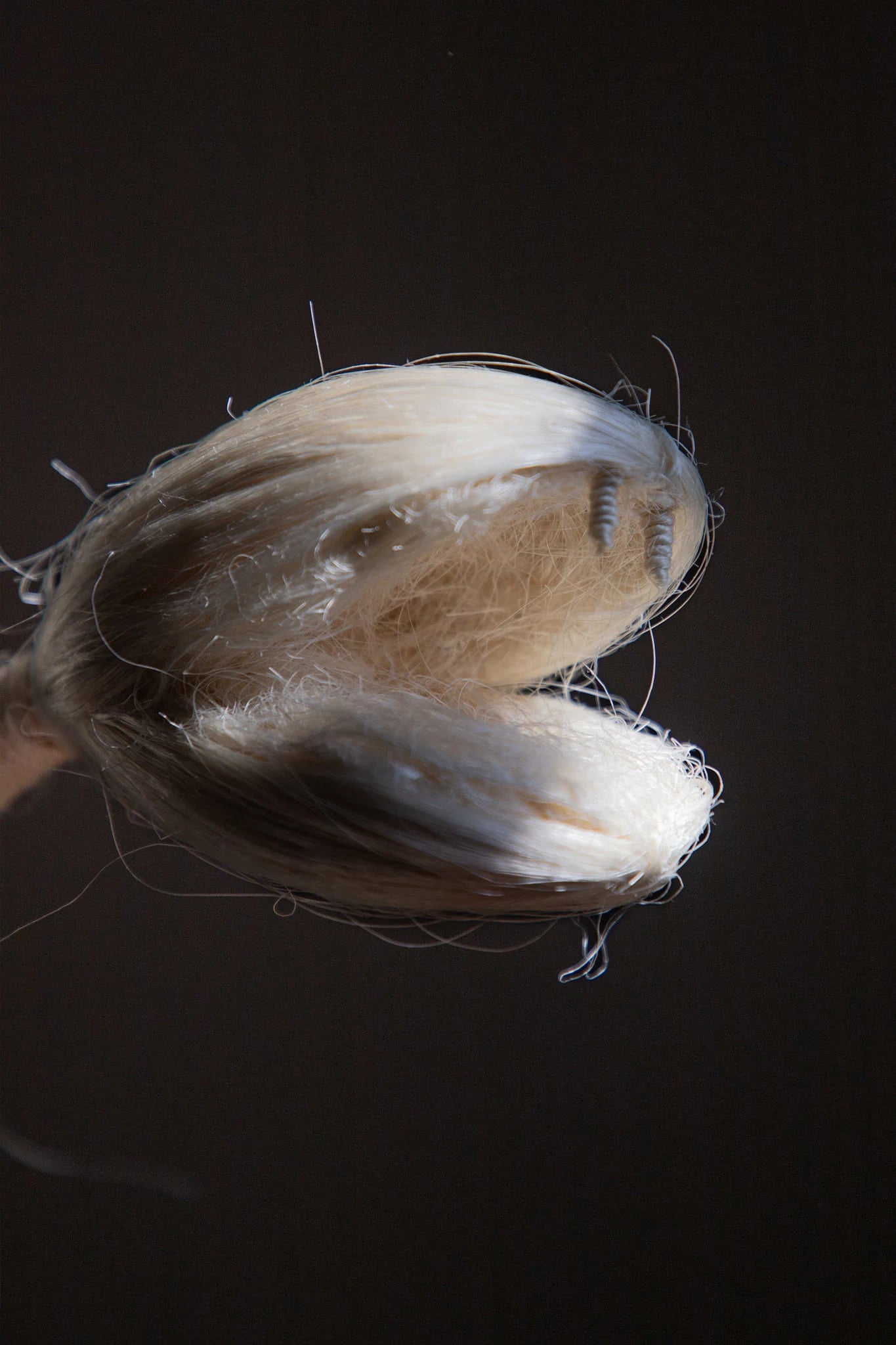 detail of a snake's head as a prehispanic symbol
